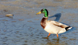 BIRD - DUCK - MALLARD - SAN JOAQUIN WILDLIFE REFUGE IRVINE CALIFORNIA (2).JPG