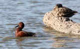 BIRD - DUCK - TEAK - CINNAMON TEAK - SAN JOAQUIN WILDLIFE REFUGE IRVINE CALIFORNIA (3).JPG