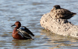 BIRD - DUCK - TEAK - CINNAMON TEAK - SAN JOAQUIN WILDLIFE REFUGE IRVINE CALIFORNIA (4).JPG