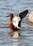 BIRD - DUCK - TEAK - CINNAMON TEAK - SAN JOAQUIN WILDLIFE REFUGE IRVINE CALIFORNIA (5).JPG