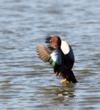 BIRD - DUCK - TEAK - CINNAMON TEAK - SAN JOAQUIN WILDLIFE REFUGE IRVINE CALIFORNIA (8).JPG