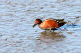 BIRD - DUCK - TEAL - CINNAMON TEAL - SAN JOAQUIN WILDLIFE REFUGE IRVINE CALIFORNIA (3).JPG