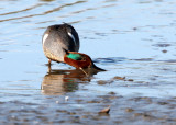 BIRD - DUCK - TEAL - GREEN-WING TEAL - SAN JOAQUIN WILDLIFE REFUGE IRVINE CALIFORNIA.JPG