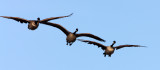 BIRD - GOOSE - CANADA GOOSE - SAN JOAQUIN WILDLIFE REFUGE IRVINE CALIFORNIA (2).JPG