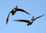 BIRD - GOOSE - CANADA GOOSE - SAN JOAQUIN WILDLIFE RESERVE IRVINE CALIFORNIA.JPG