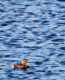 BIRD - GREBE - PIED-BILLED GREBE - SAN JOAQUIN WILDLIFE REFUGE IRVINE CALIFORNIA.JPG