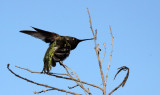 BIRD - HUMMINGBIRD - BLACK-CHINNED HUMMINGBIRD - SAN JOAQUIN WILDLIFE RESERVE IRVINE CALIFORNIA (12).JPG