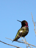 BIRD - HUMMINGBIRD - BLACK-CHINNED HUMMINGBIRD - SAN JOAQUIN WILDLIFE RESERVE IRVINE CALIFORNIA (7).JPG