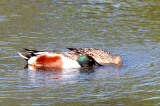 BIRD - SHOVELER - NORTHERN SHOVELER - SAN JOAQUIN WILDLIFE REFUGE IRVINE CALIFORNIA (3).JPG