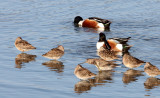 BIRD - SHOVELER - NORTHERN SHOVELER - SAN JOAQUIN WILDLIFE REFUGE IRVINE CALIFORNIA.JPG