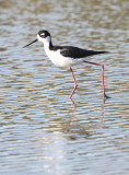 BIRD - STILT - BLACK-NECKED STILT - SAN JOAQUIN WILDLIFE REFUGE IRVINE CALIFORNIA (13).JPG