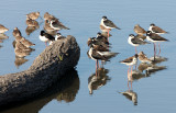 BIRD - STILT - BLACK-NECKED STILT - SAN JOAQUIN WILDLIFE REFUGE IRVINE CALIFORNIA (17).JPG