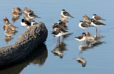 BIRD - STILT - BLACK-NECKED STILT - SAN JOAQUIN WILDLIFE REFUGE IRVINE CALIFORNIA (19).JPG