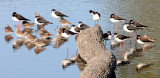 BIRD - STILT - BLACK-NECKED STILT - SAN JOAQUIN WILDLIFE REFUGE IRVINE CALIFORNIA (21).JPG