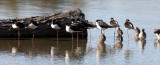 BIRD - STILT - BLACK-NECKED STILT - SAN JOAQUIN WILDLIFE REFUGE IRVINE CALIFORNIA (22).JPG