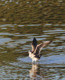 BIRD - WHIMBREL - SAN JOAQUIN WILDLIFE REFUGE IRVINE CALIFORNIA (13).JPG