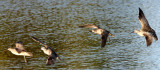 BIRD - WHIMBREL - SAN JOAQUIN WILDLIFE REFUGE IRVINE CALIFORNIA (2).JPG