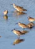 BIRD - WHIMBREL - SAN JOAQUIN WILDLIFE REFUGE IRVINE CALIFORNIA (5).JPG