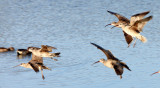 BIRD - WHIMBREL - SAN JOAQUIN WILDLIFE REFUGE IRVINE CALIFORNIA.JPG