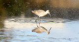 BIRD - WILLET - SAN JOAQUIN WILDLIFE REFUGE IRVINE CALIFORNIA (2).JPG