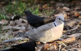 BIRD - DOVE - EURASIAN COLLARED-DOVE - STREPTOPELIA DECAOCTO - SUNSET BEACH STATE PARK CALIFORNIA (3).JPG