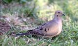 BIRD - DOVE - MOURNING DOVE - SUNSET BEACH STATE PARK CALIFORNIA (2).JPG