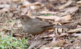 BIRD - TOWHEE - CALIFORNIA TOWHEE - SUNSET BEACH STATE PARK CALIFORNIA (4).JPG