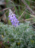FABACEAE - LUPINUS SPECIES - LUPINE - SUNSET BEACH STATE BEACH CALIFORNIA (2).JPG