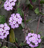 NYCTAGINACEAE - ABRONIA SPECIES - SAND VERBENA SPECIES - SUNSET BEACH STATE BEACH CALIFORNIA (6).JPG