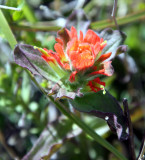 OROBANCHACEAE - CASTELLEJA SPECIES - INDIAN PAINT BRUSH - ANO NUEVO SPECIAL RESERVE CALIFORNIA.JPG