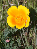PAPAVERACEAE - ESCHSCHOLZIA CALIFORNICA - CALIFORNIA POPPY - ANO NUEVO SPECIAL RESERVE CALIFORNIA.JPG