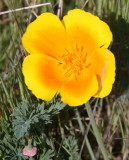 PAPAVERACEAE - ESCHSCHOLZIA CALIFORNICA - CALIFORNIA POPPY - ANO NUEVO SPECIAL RESERVE CALIFORNIA 3.JPG