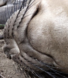 PINNIPED - SEAL - ELEPHANT SEAL - ANO NUEVO RESERVE CALIFORNIA 5.JPG
