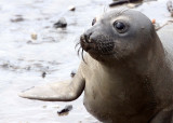 PINNIPED - SEAL - ELEPHANT SEAL - ANO NUEVO RESERVE CALIFORNIA 9.JPG