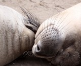 PINNIPED - SEAL - ELEPHANT SEAL - ANO NUEVO RESERVE CALIFORNIA 14.JPG