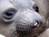 PINNIPED - SEAL - ELEPHANT SEAL - ANO NUEVO RESERVE CALIFORNIA 25.JPG