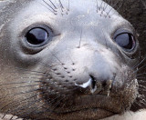 PINNIPED - SEAL - ELEPHANT SEAL - ANO NUEVO RESERVE CALIFORNIA 26.JPG