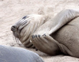 PINNIPED - SEAL - ELEPHANT SEAL - ANO NUEVO RESERVE CALIFORNIA 33.JPG