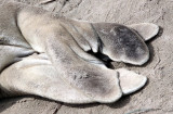 PINNIPED - SEAL - ELEPHANT SEAL - ANO NUEVO RESERVE CALIFORNIA 52.JPG