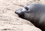 PINNIPED - SEAL - ELEPHANT SEAL - ANO NUEVO RESERVE CALIFORNIA 54.JPG