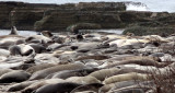 PINNIPED - SEAL - ELEPHANT SEAL - ANO NUEVO RESERVE CALIFORNIA 56.JPG