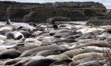 PINNIPED - SEAL - ELEPHANT SEAL - ANO NUEVO RESERVE CALIFORNIA 57.JPG