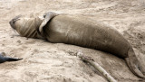 PINNIPED - SEAL - ELEPHANT SEAL - WEANERS MAINLY - ANO NUEVO SPECIAL RESERVE CALIFORNIA 9.JPG