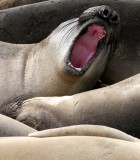 PINNIPED - SEAL - ELEPHANT SEAL - WEANERS MAINLY - ANO NUEVO SPECIAL RESERVE CALIFORNIA 15.JPG