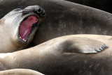 PINNIPED - SEAL - ELEPHANT SEAL - WEANERS MAINLY - ANO NUEVO SPECIAL RESERVE CALIFORNIA 16.JPG