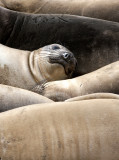 PINNIPED - SEAL - ELEPHANT SEAL - WEANERS MAINLY - ANO NUEVO SPECIAL RESERVE CALIFORNIA 20.JPG