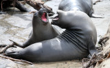 PINNIPED - SEAL - ELEPHANT SEAL - WEANERS MAINLY - ANO NUEVO SPECIAL RESERVE CALIFORNIA 34.JPG