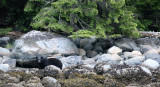 URSID - BEAR - BLACK BEAR - KNIGHTS INLET BRITISH COLUMBIA (2).JPG