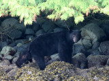 URSID - BEAR - BLACK BEAR - NO. 6 - KNIGHTS INLET BRITISH COLUMBIA (5).JPG
