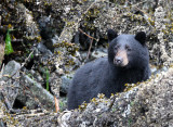 URSID - BEAR - BLACK BEAR - THOMPSON SOUND BRITISH COLUMBIA (30).JPG
